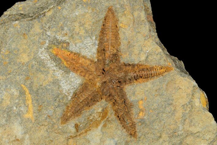 Ordovician Starfish (Petraster?) Fossil - Morocco #175285